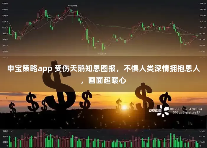 申宝策略app 受伤天鹅知恩图报，不惧人类深情拥抱恩人，画面超暖心