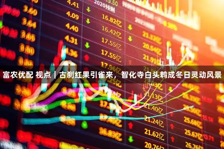 富农优配 视点｜古刹红果引雀来，智化寺白头鹎成冬日灵动风景